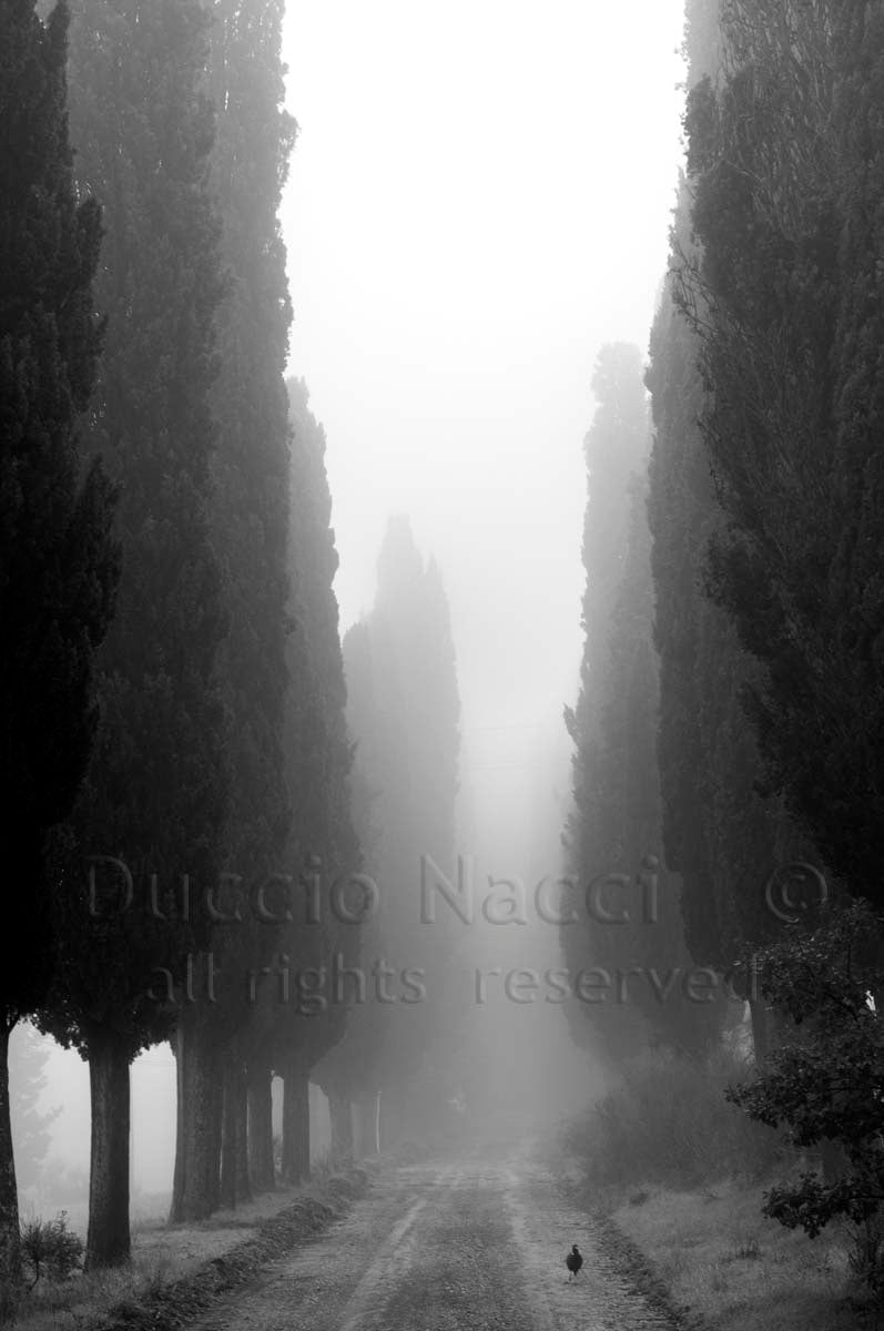 Voice of the Cypress - Duccio Nacci