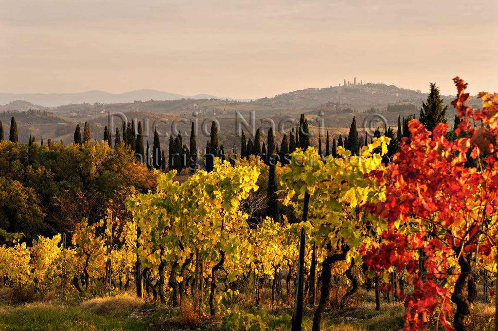 Golden Vines - Duccio Nacci