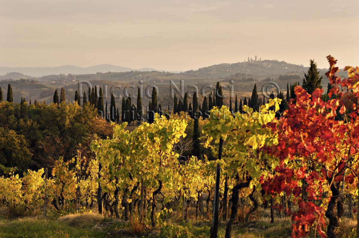 Golden Vines - Duccio Nacci