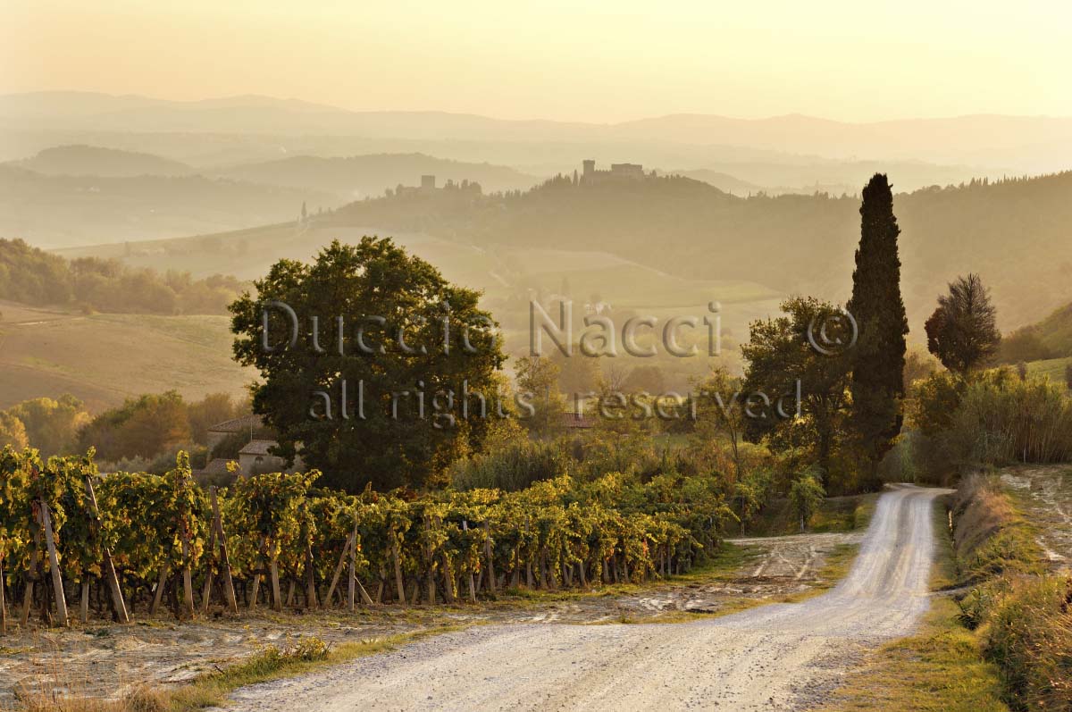 The Road to Strozzavolpe - Duccio Nacci