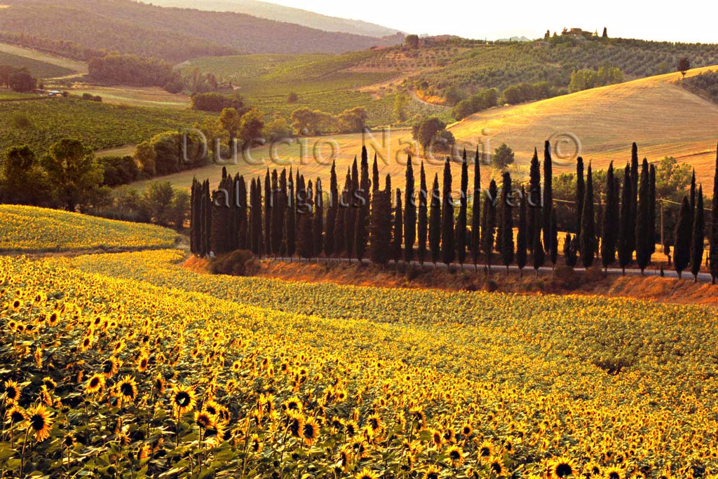 The Sunflowers Chant - Duccio Nacci