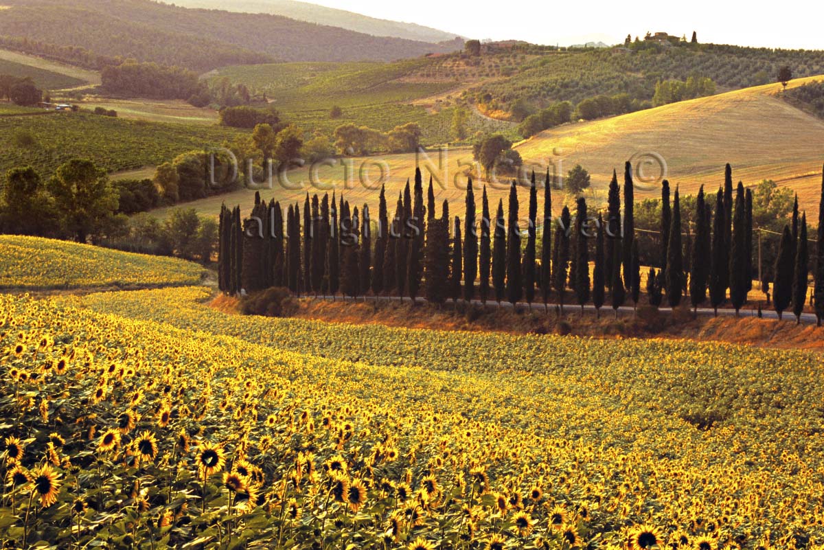 The Sunflowers Chant - Duccio Nacci