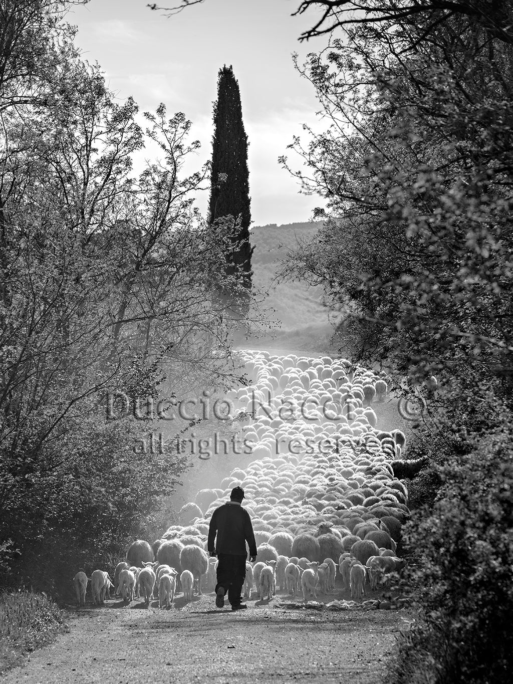 The Flock's Way - Duccio Nacci