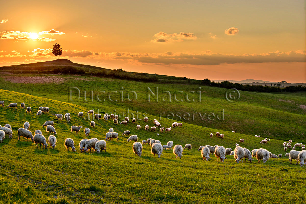 The Pasture at Sunset - Duccio Nacci