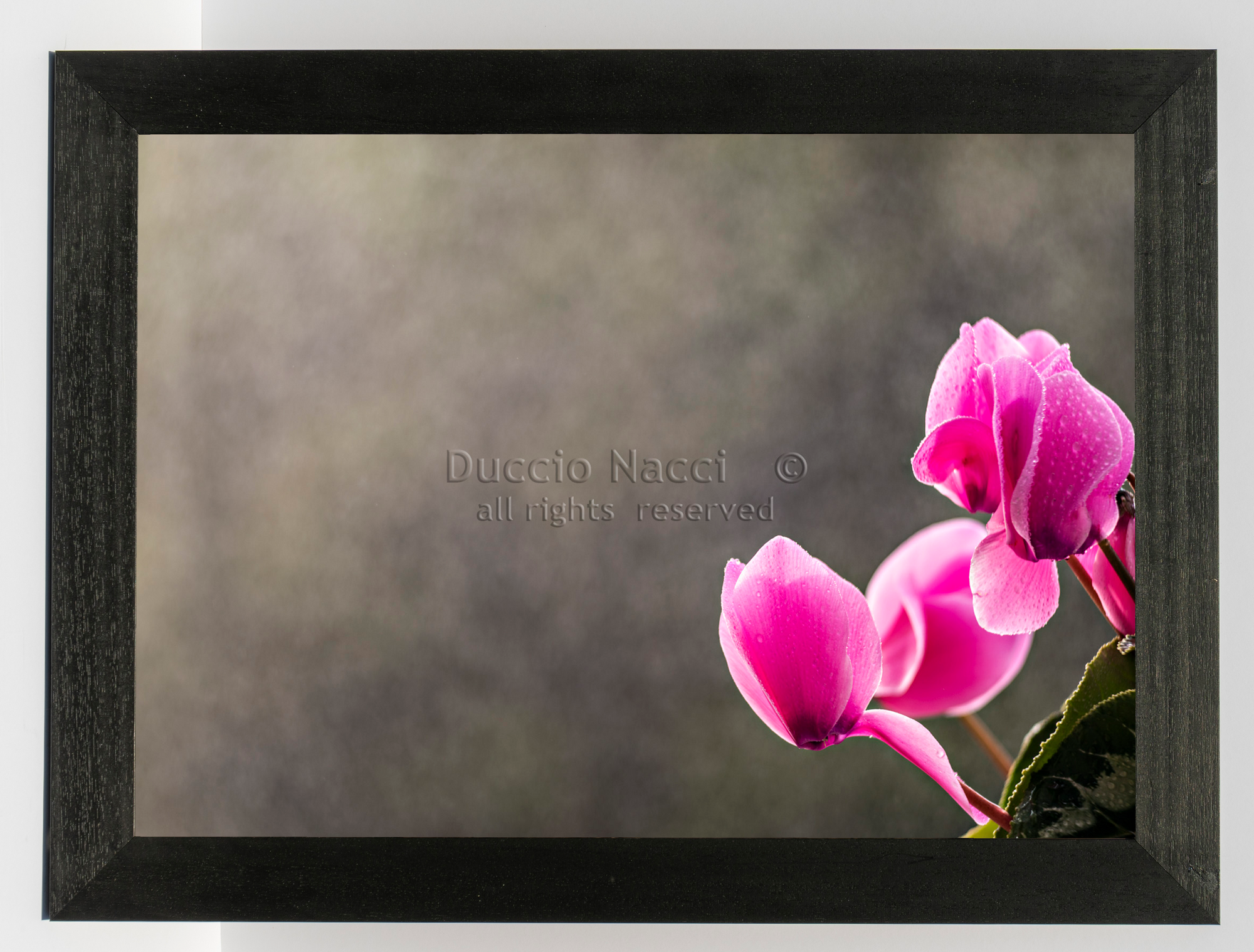 Pink Cyclamen Blooms