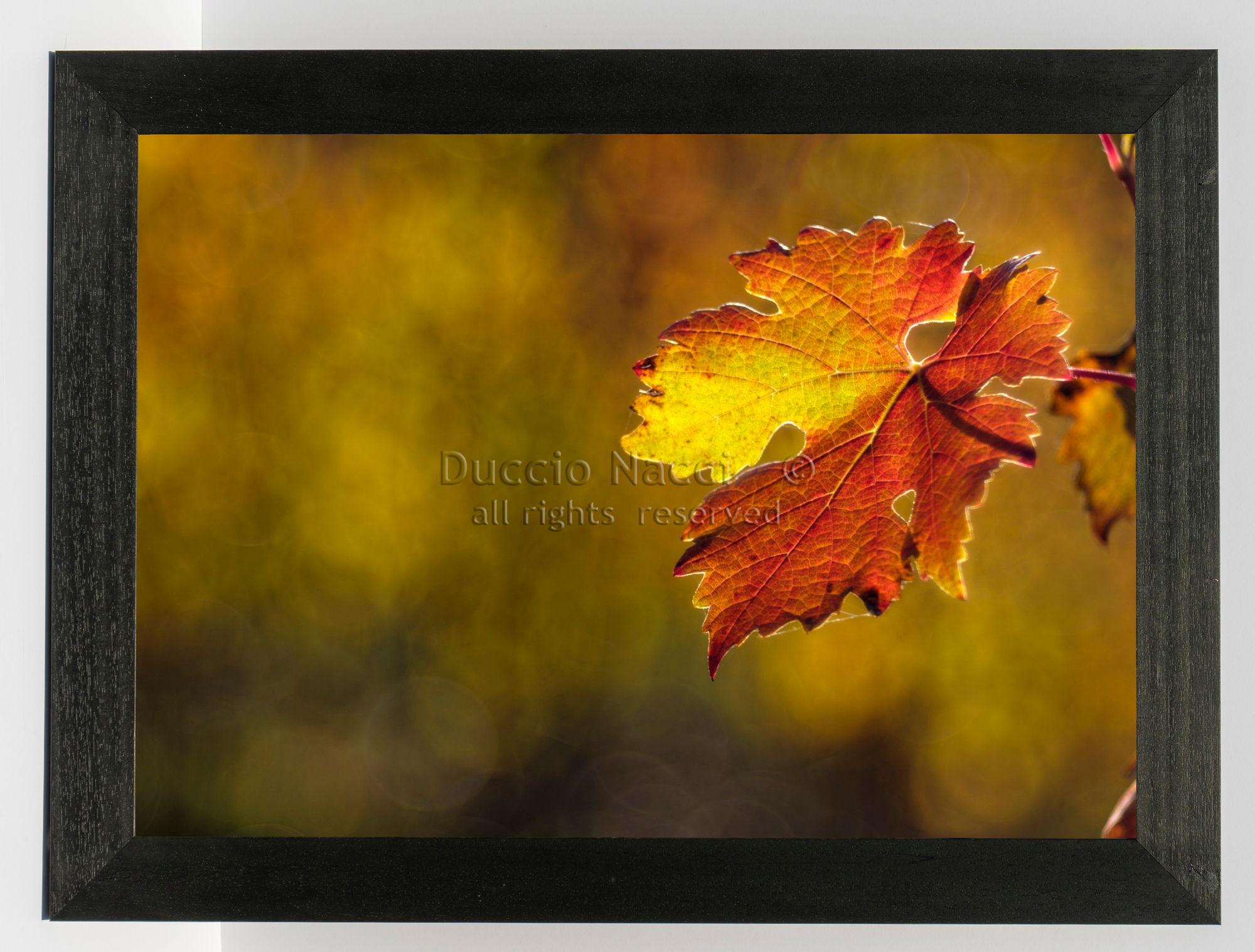 Vine Leaf