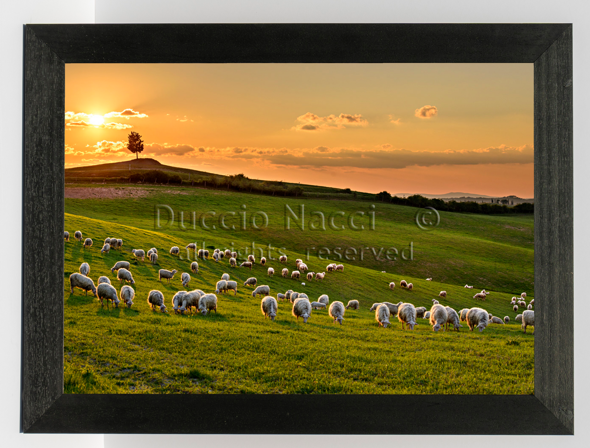 The Pasture at Sunset