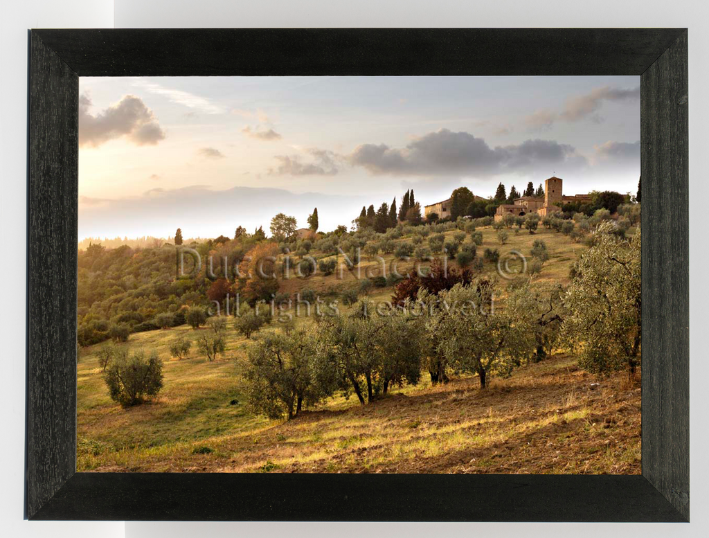 The Quiet of the Olives - Duccio Nacci
