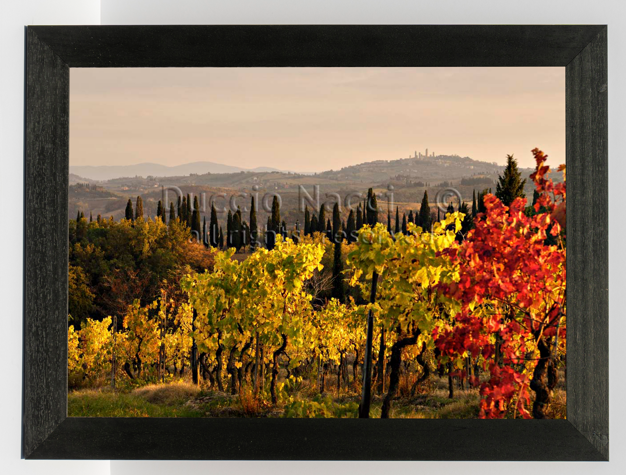 Golden Vines - Duccio Nacci