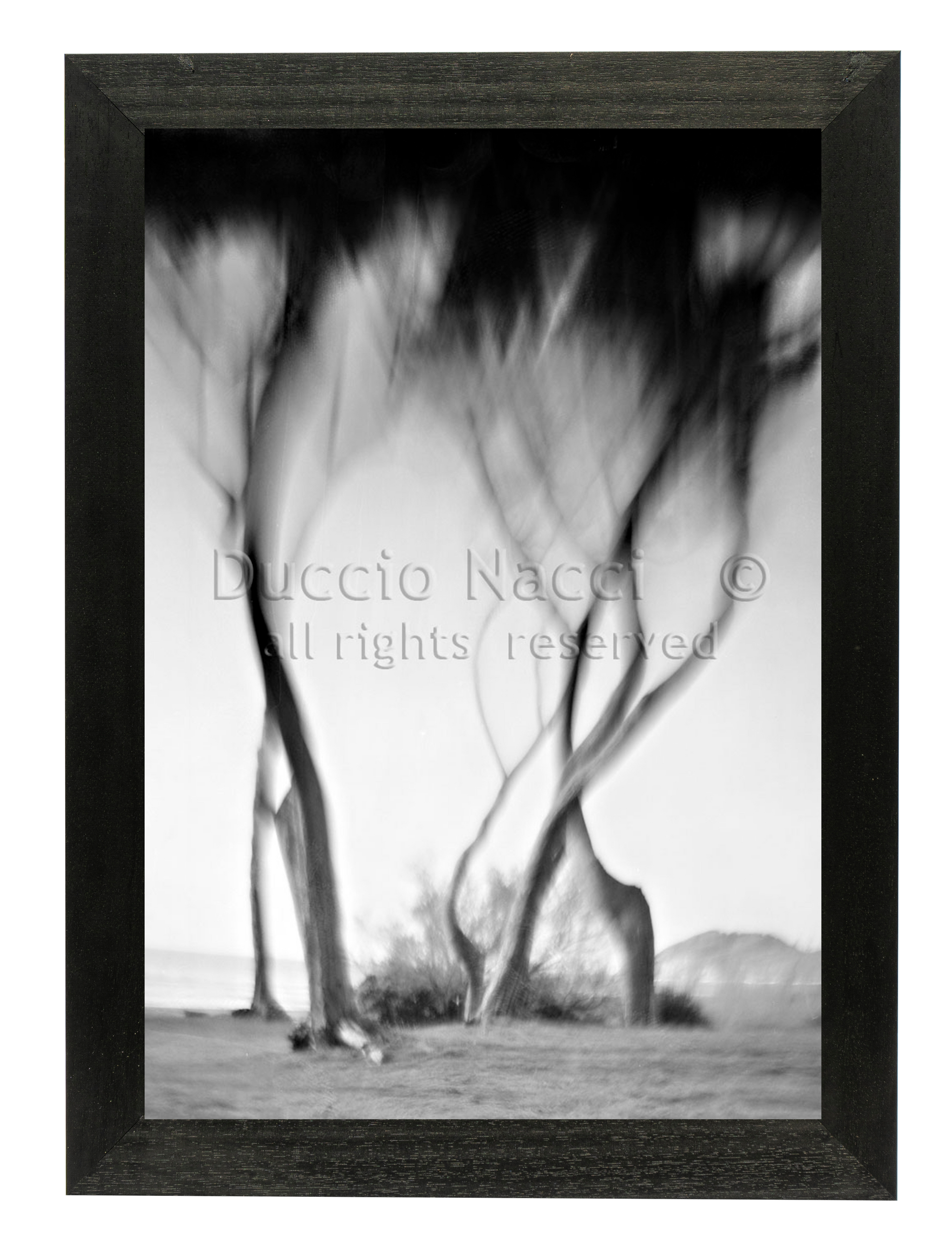 Ancient Wind of Pines