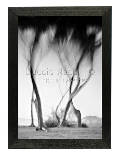 Ancient Wind of Pines