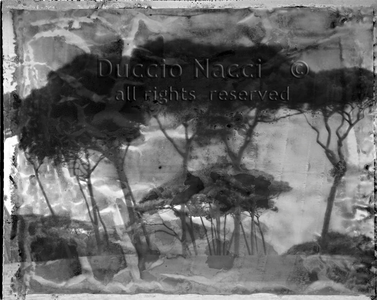 Tree of the Soul - Duccio Nacci
