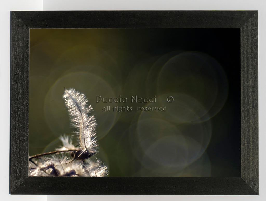 Solitary Featherlight - Duccio Nacci