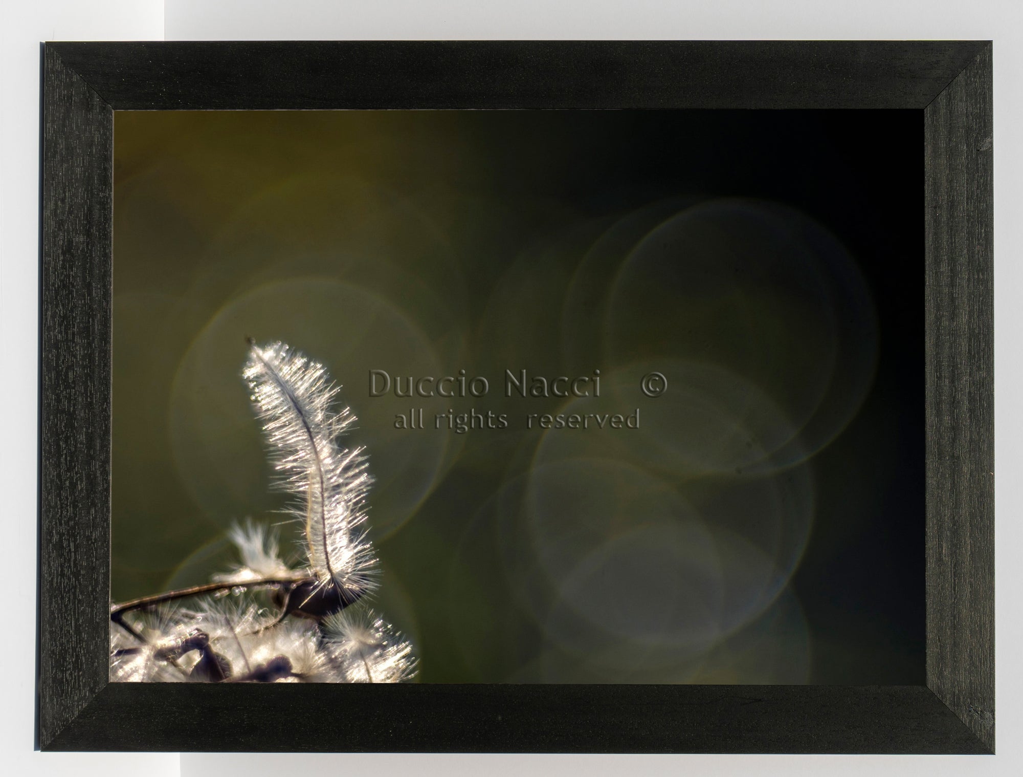 Solitary Featherlight - Duccio Nacci