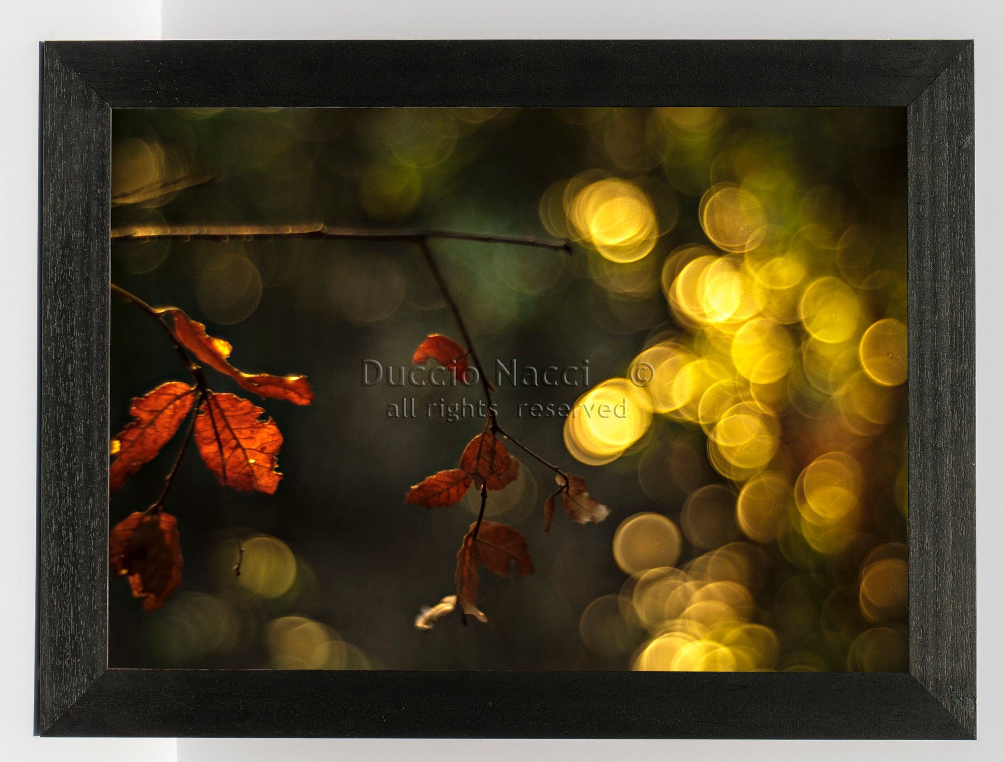 Crimson Maple Veil - Duccio Nacci