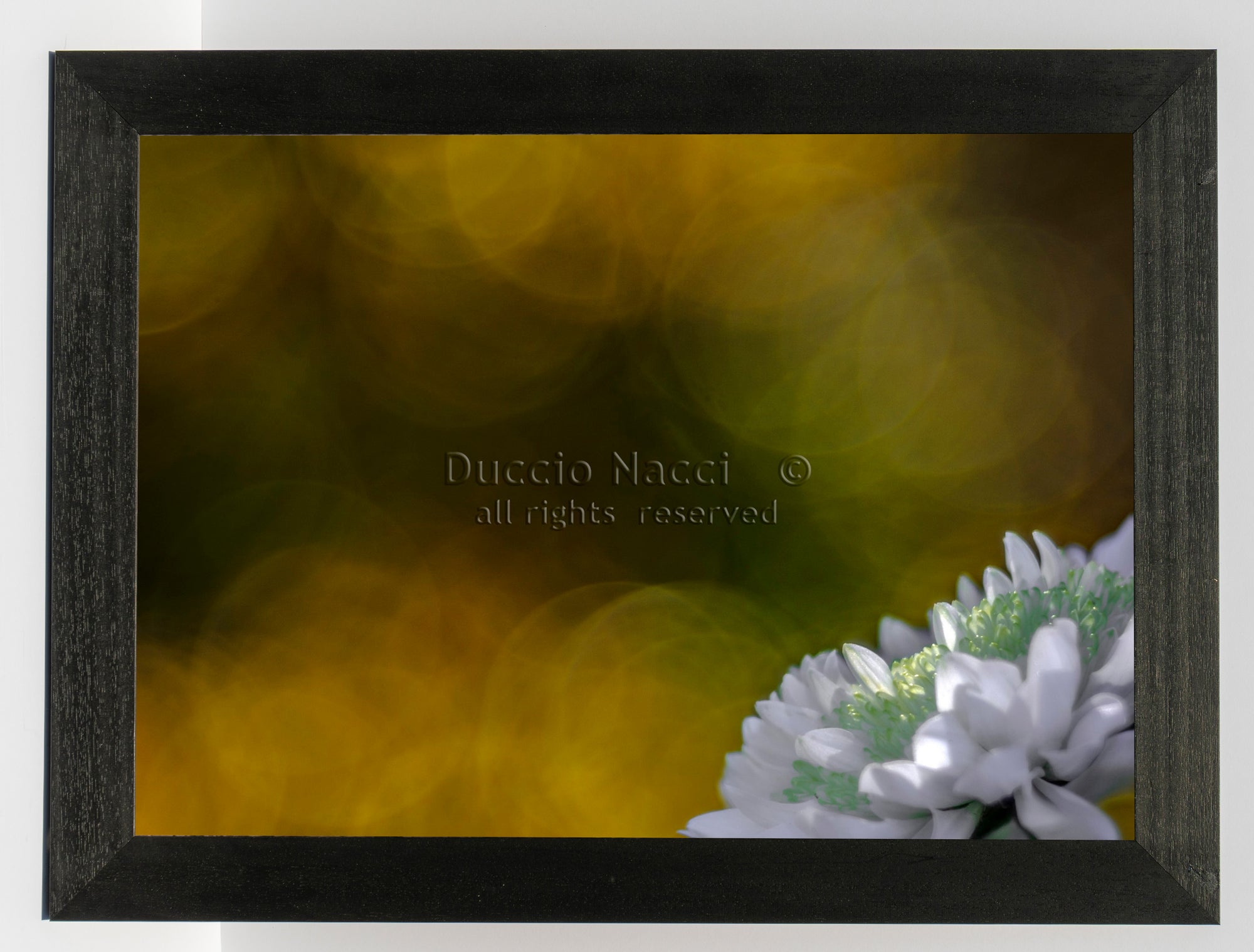 White Daisy - Duccio Nacci