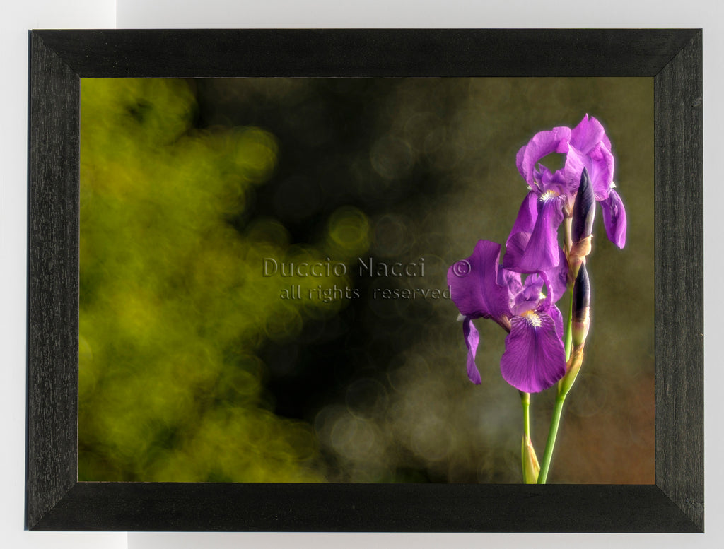 Regal Purple Iris - Duccio Nacci
