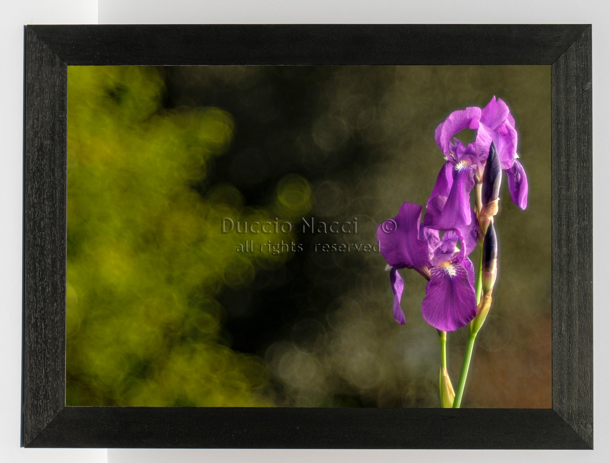 Regal Purple Iris - Duccio Nacci