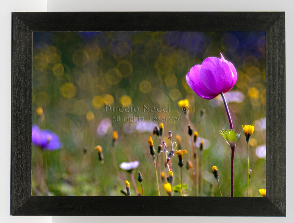 Tuscan Dawn Anemone - Duccio Nacci