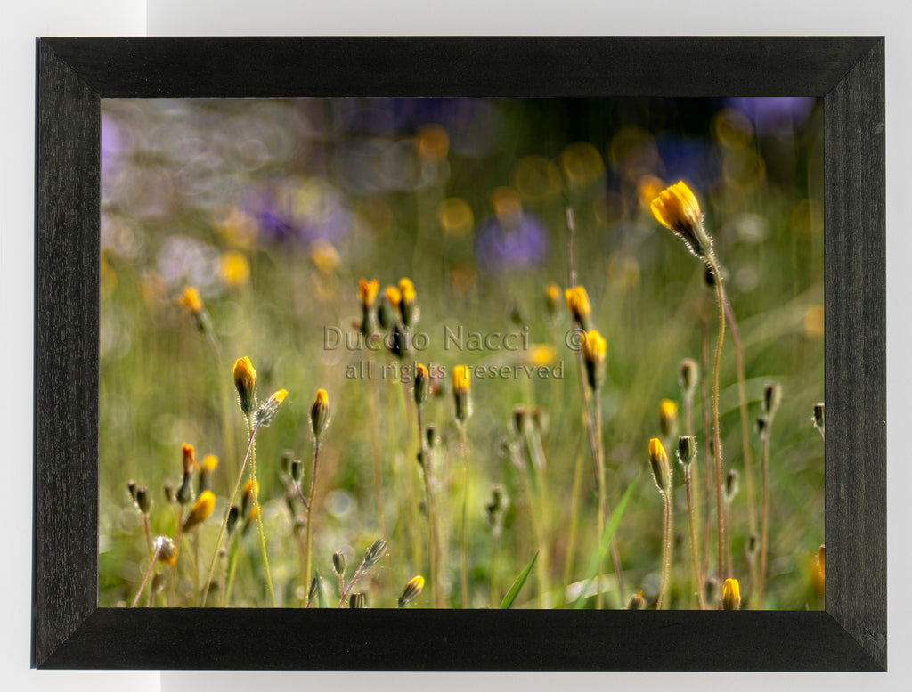 Yellow Daisy Rising - Duccio Nacci