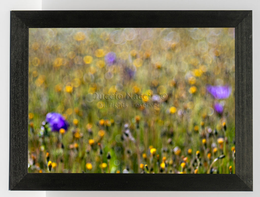 Wildflower Whispers - Duccio Nacci