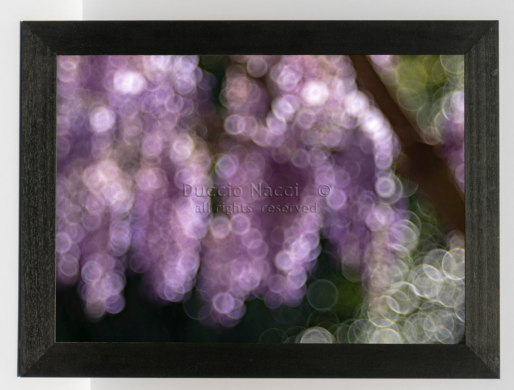 Violet Reverie - Duccio Nacci