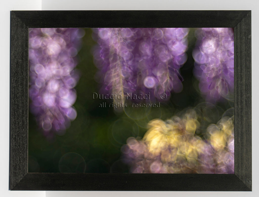 Solitary Anemone’s Song - Duccio Nacci