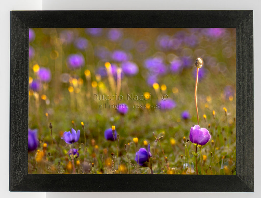 Purple Reverie - Duccio Nacci