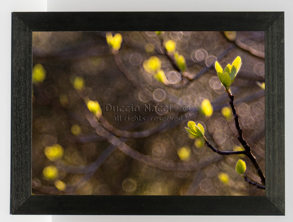 Green Lily Awakening - Duccio Nacci