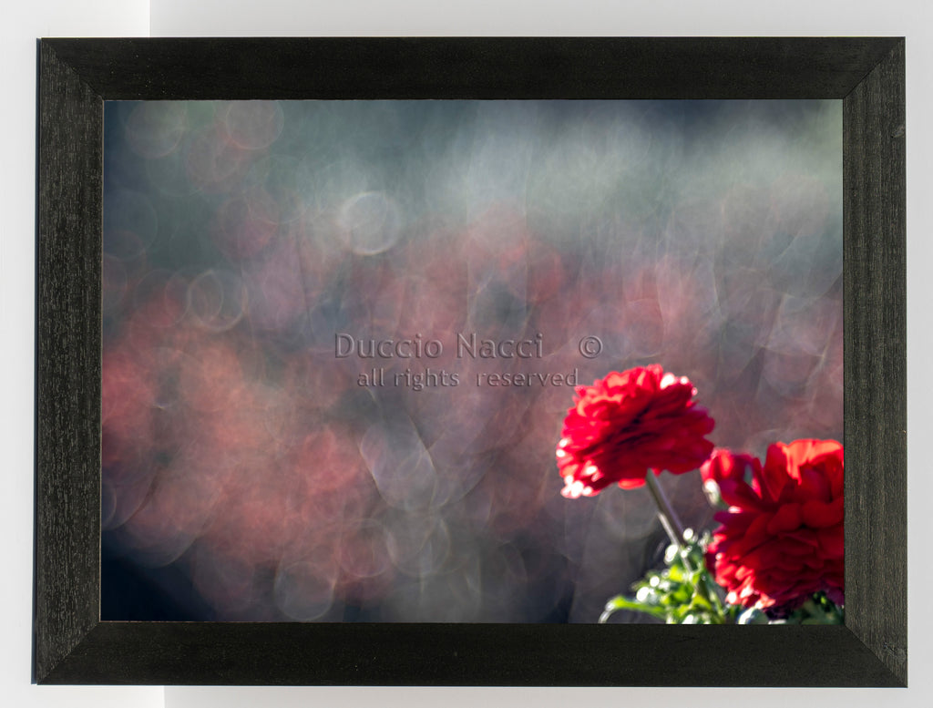 Scarlet Geranium Echoes - Duccio Nacci