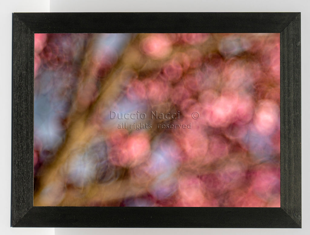 Pink Dahlia - Duccio Nacci