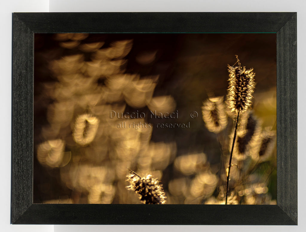 Foxtail Grasses - Duccio Nacci