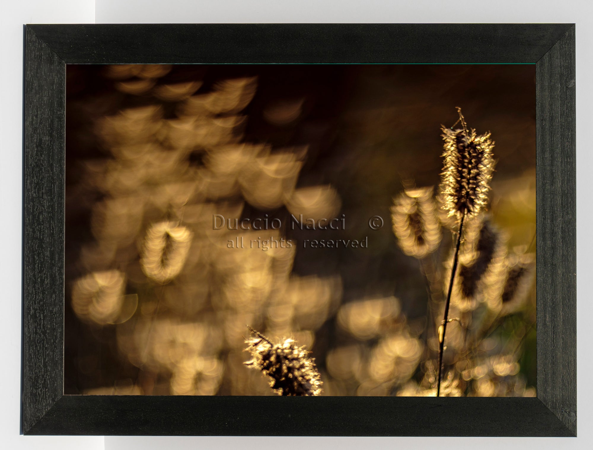 Foxtail Grasses - Duccio Nacci