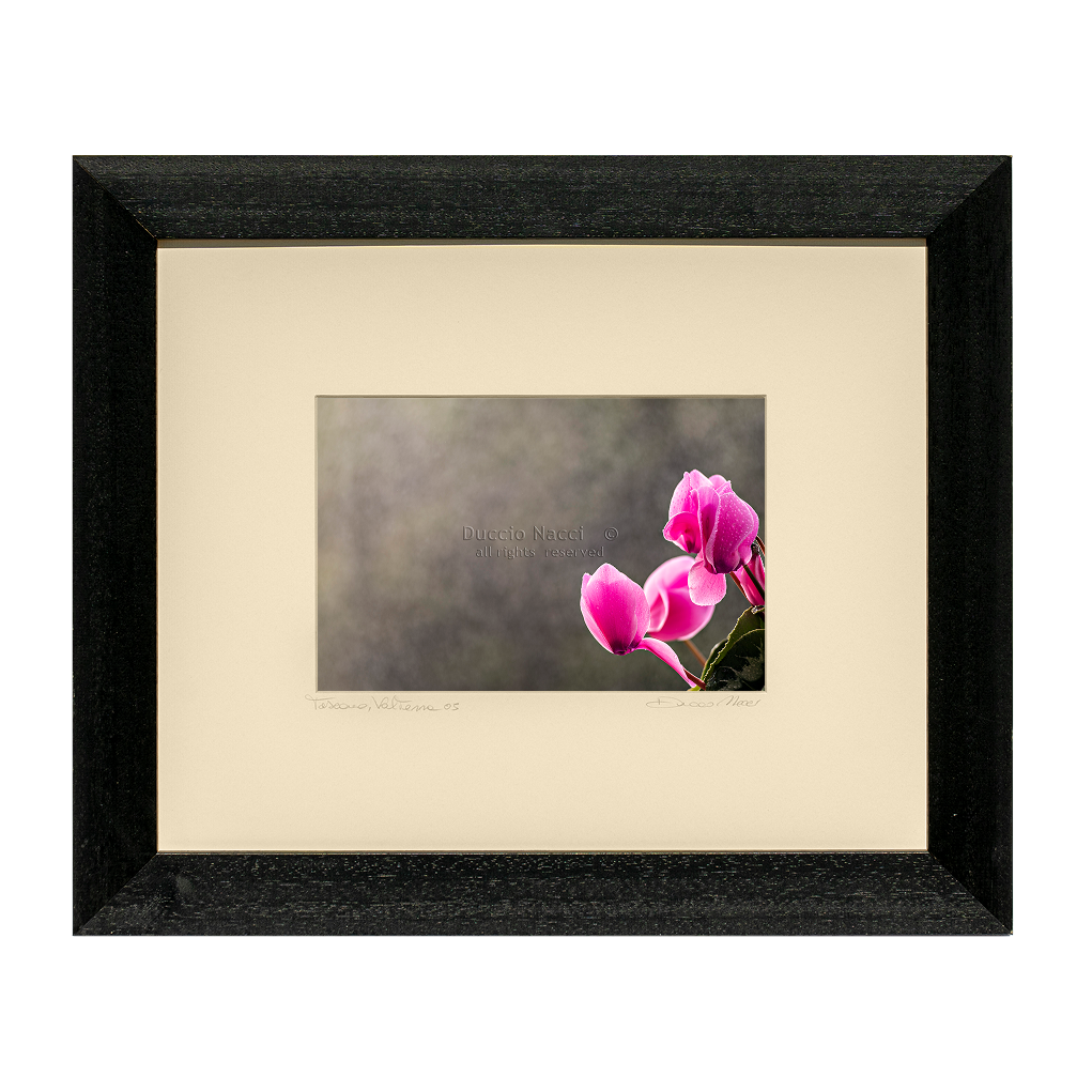 Pink Cyclamen Blooms - Duccio Nacci