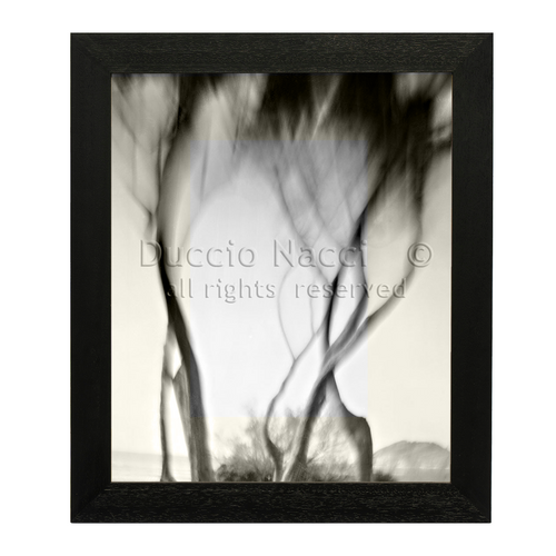 Ancient Wind of Pines
