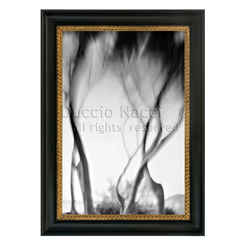 Ancient Wind of Pines - Duccio Nacci