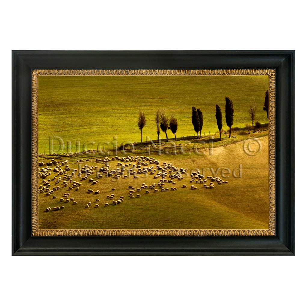The Flock's Dance