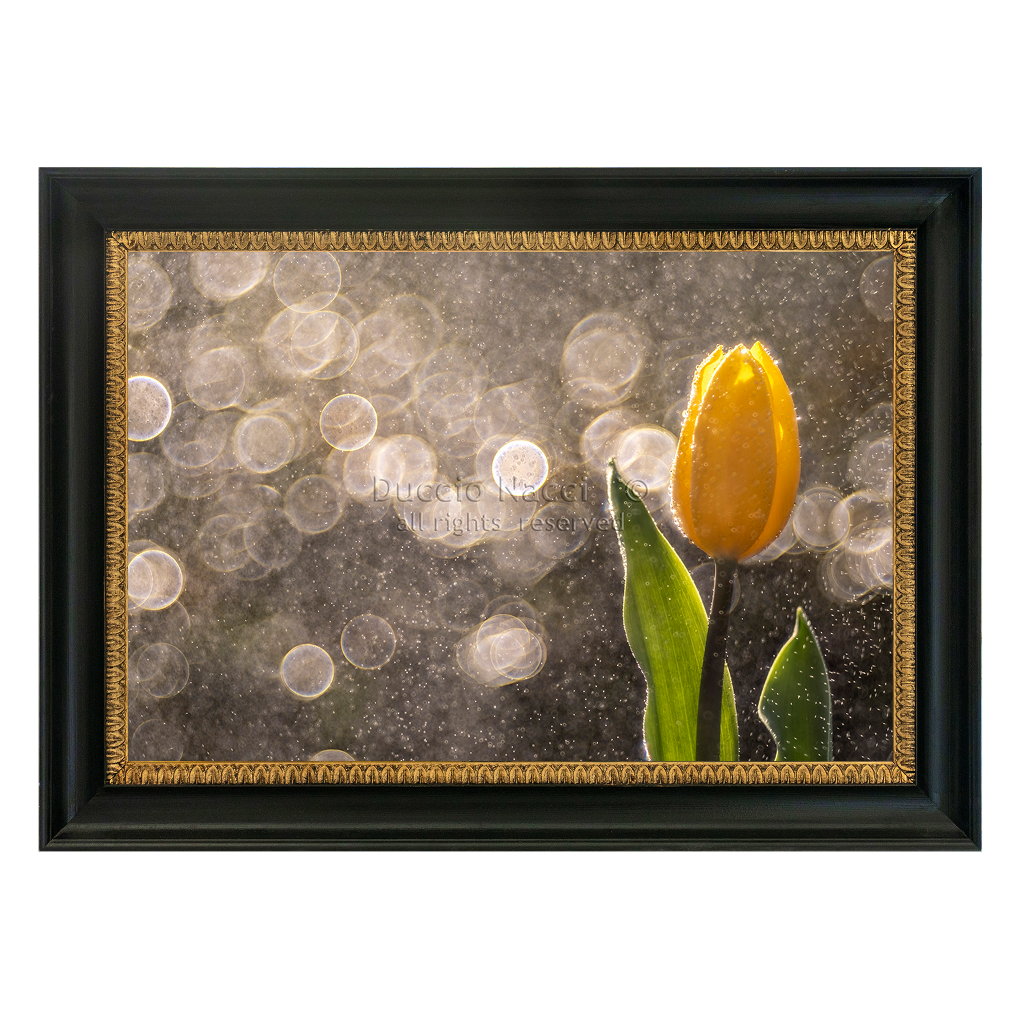 Golden Tulip in the Rain - Orizontal