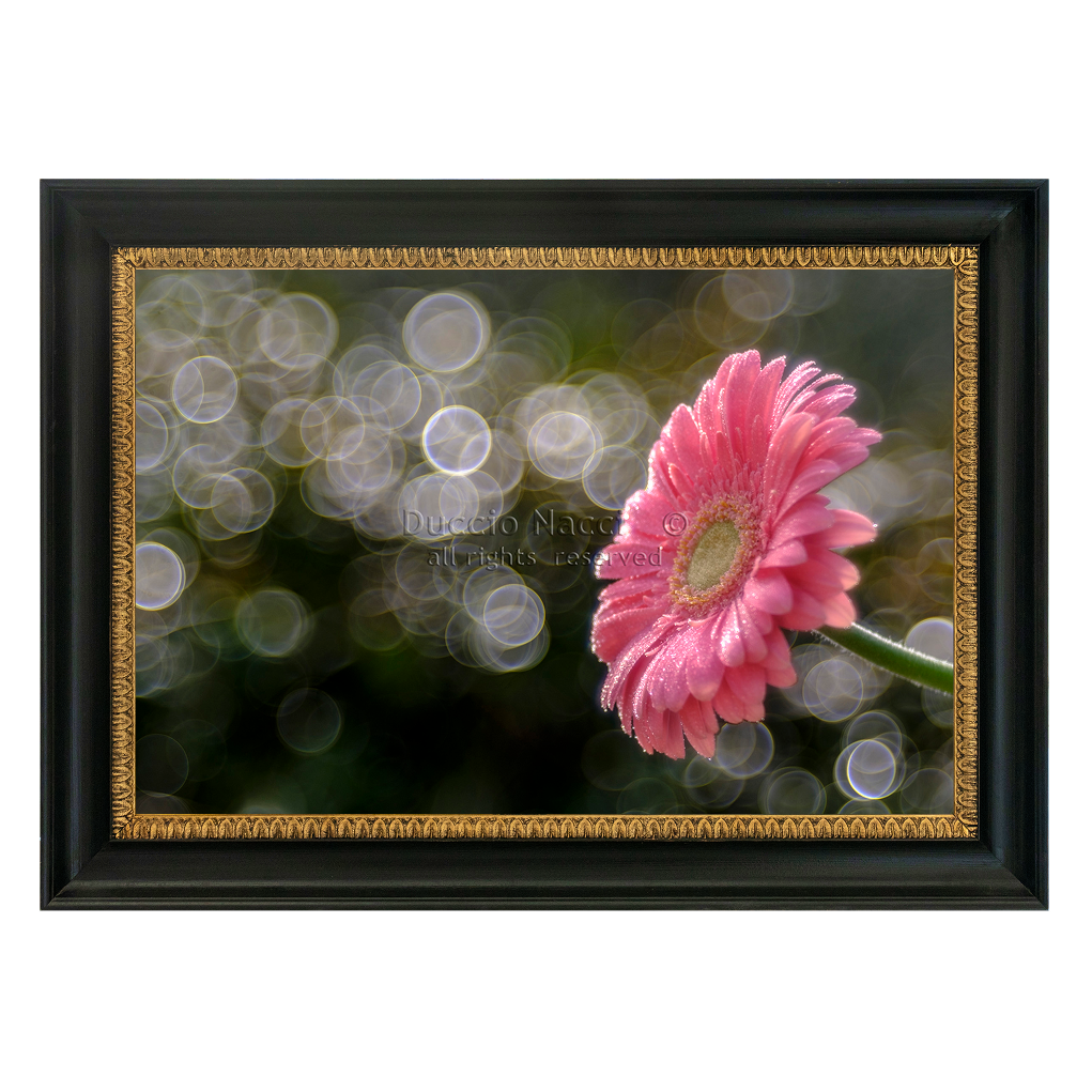 Gerbera’s Morning Waltz