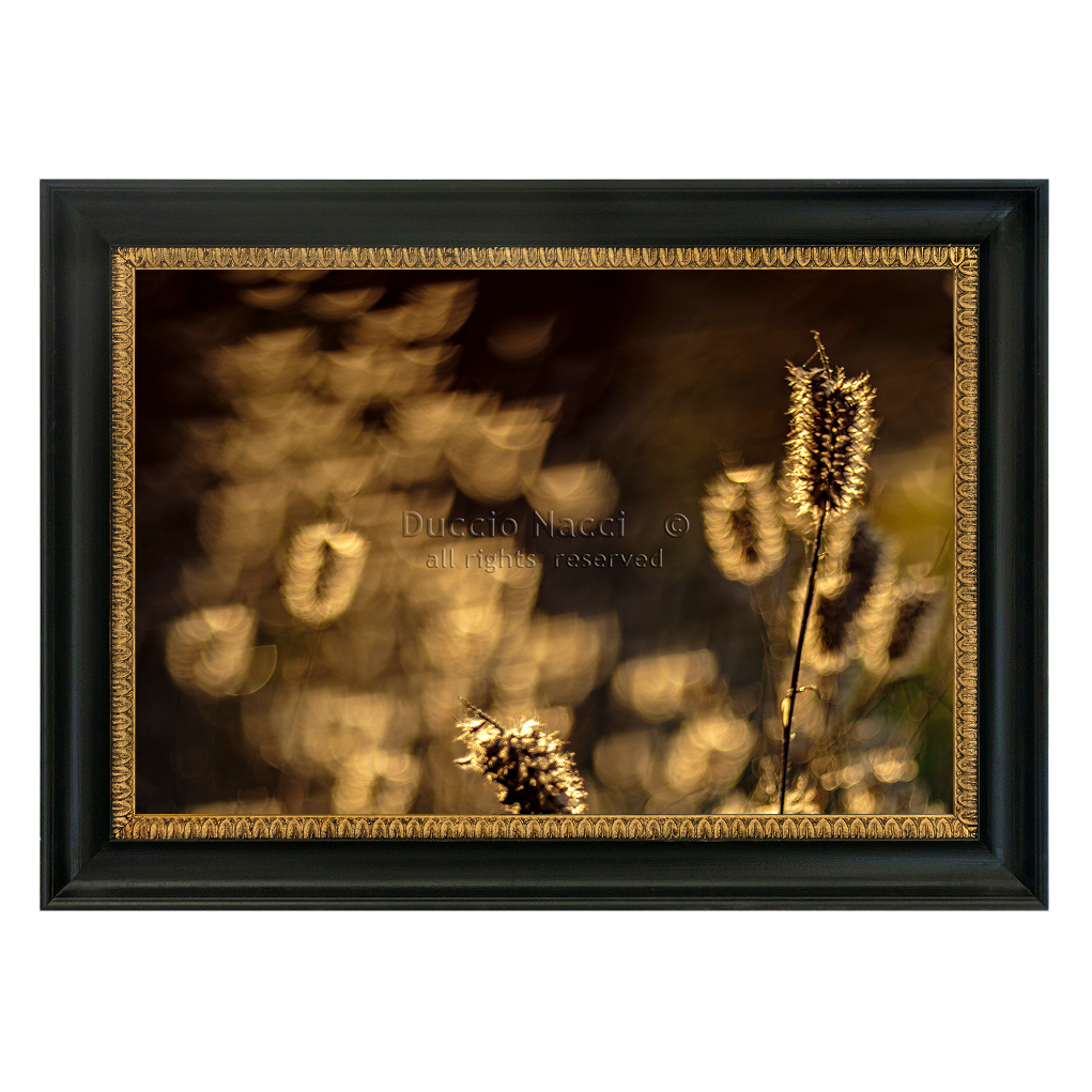 Foxtail Grasses