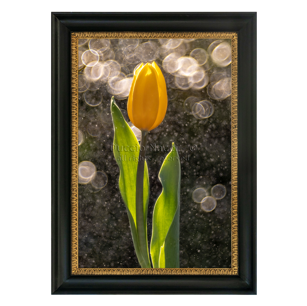 Golden Tulip in the Rain
