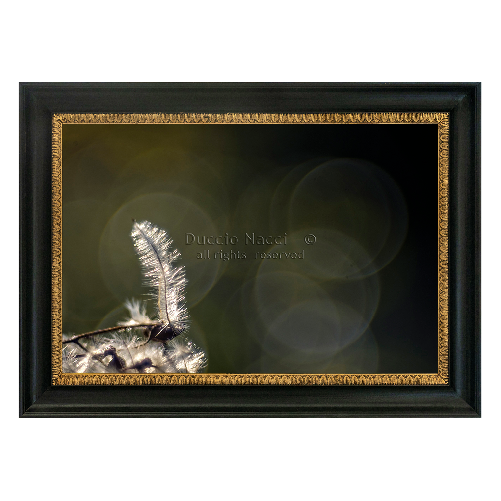 Solitary Featherlight
