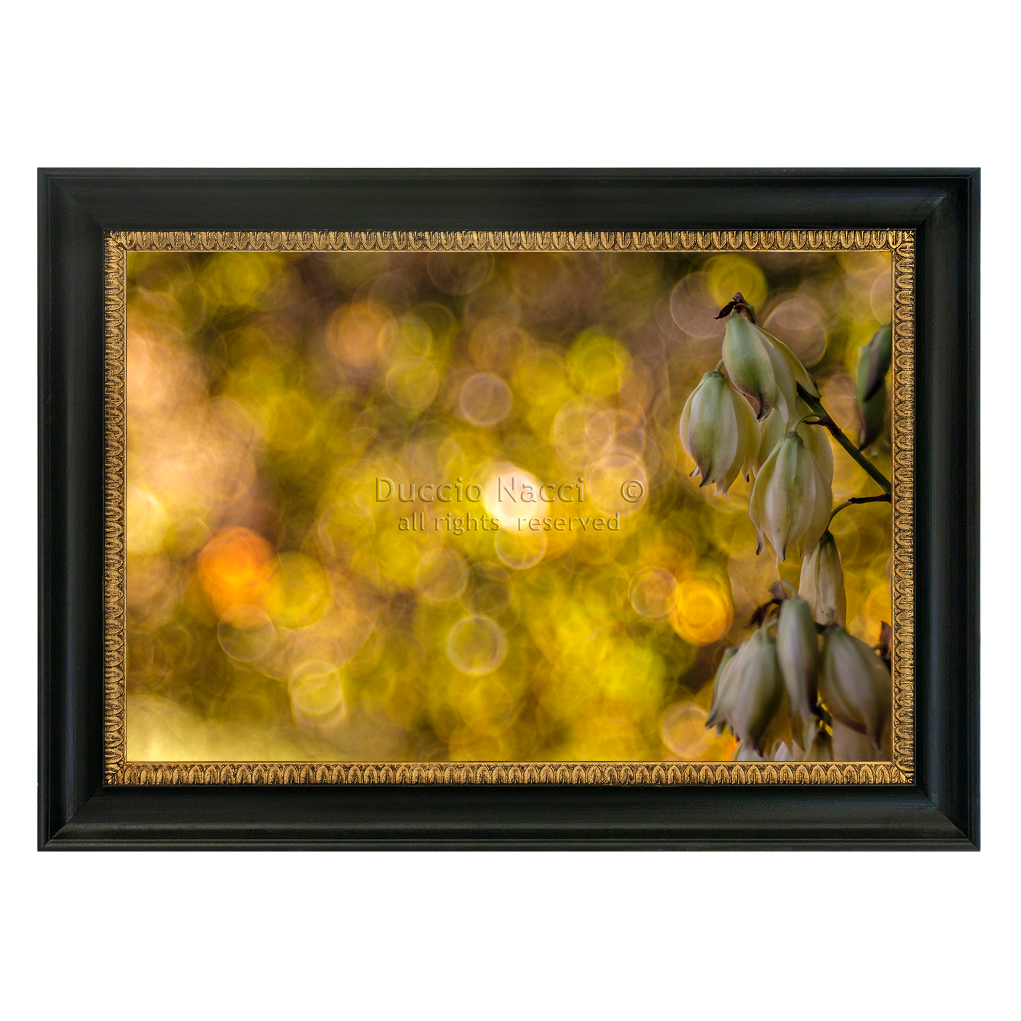 Yucca at Sundown