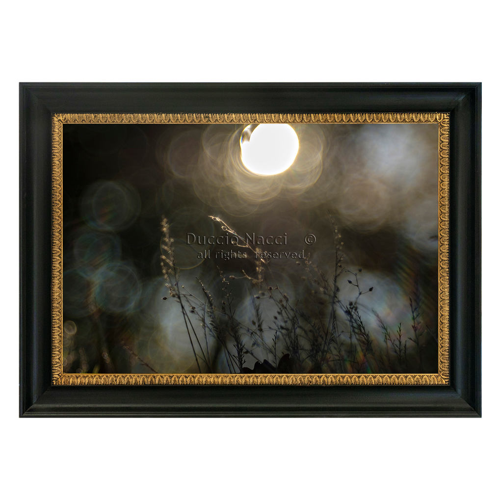 Sunlit Dandelion Gleam
