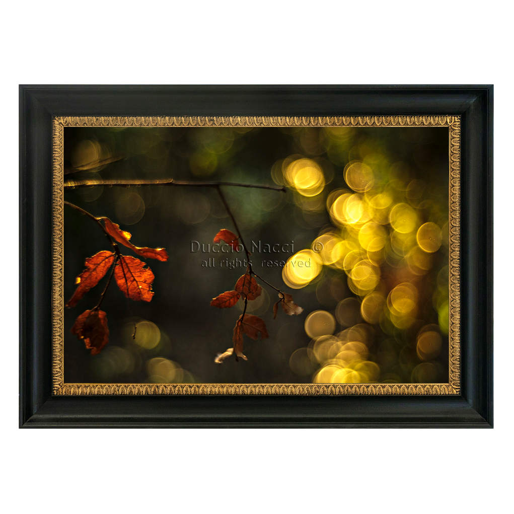 Crimson Maple Veil