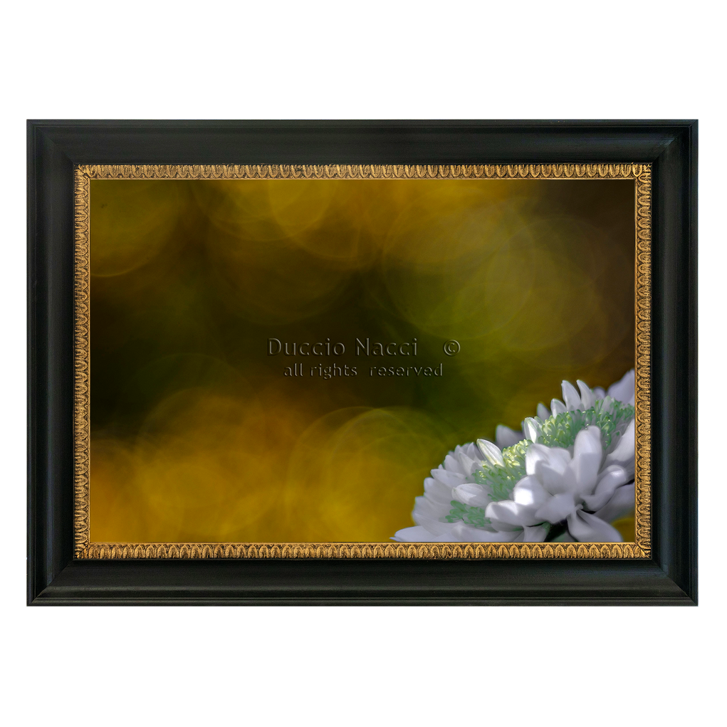 White Daisy