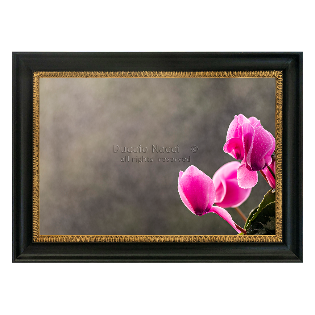 Pink Cyclamen Blooms