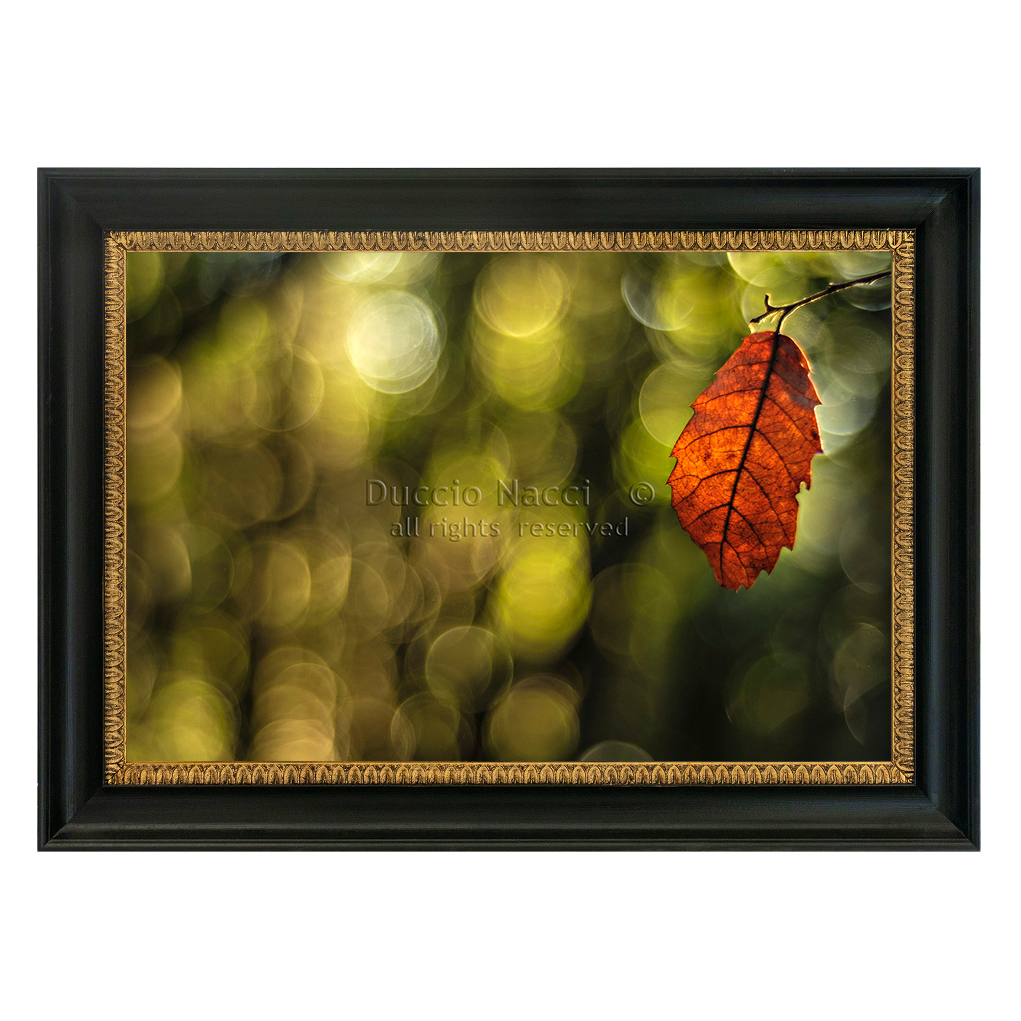 Autumn Leaf