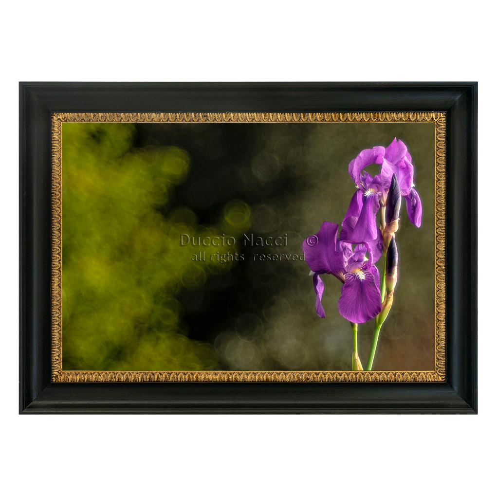Regal Purple Iris