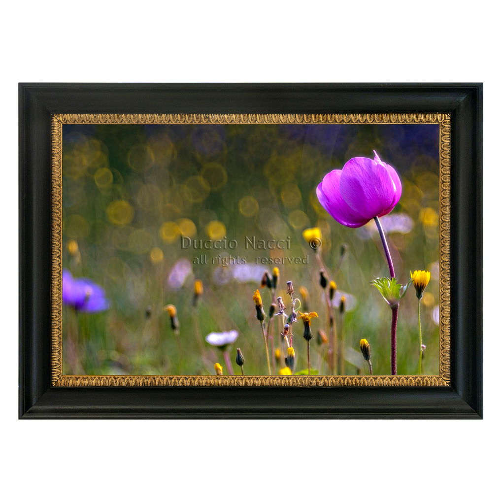 Tuscan Dawn Anemone